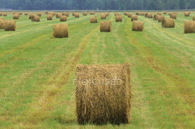 Hay bales in field by Georgian Bay, Bruce Township, Ontario, Canada — Stock Photo