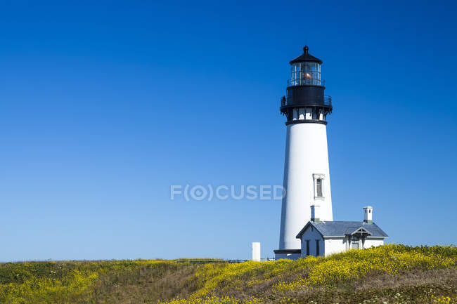 Yaquina Head lighthouse on flowery meadow in Oregon, USA — Stock Photo