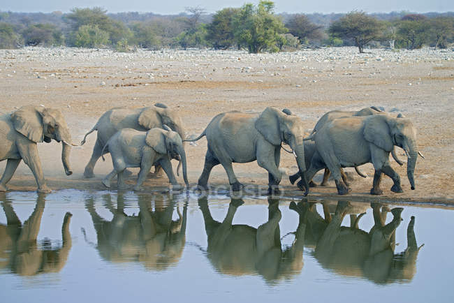 Elefanti africani in arrivo alla pozza d'acqua nel Parco Nazionale di Etosha, Namibia — Foto stock
