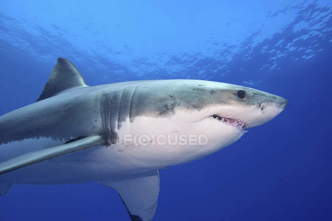 Grande squalo bianco che nuota nell'acqua blu del mare
. — Foto stock