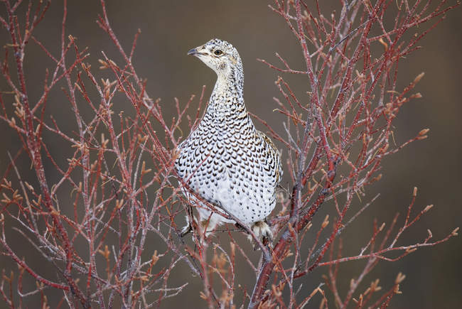 Sharp-tailed grouse perched on bush in Alberta, Canada. — Stock Photo