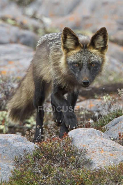 Arctic fox walking on rocks in meadow and looking in camera. — Stock Photo