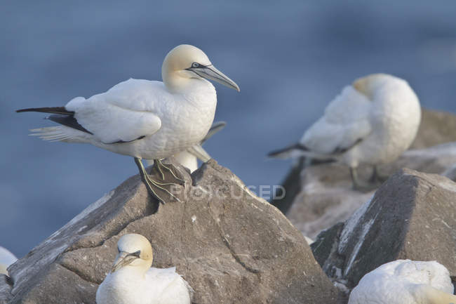 Close-up of Northern gannets perched on cliff off Newfoundland, Canada. — Stock Photo