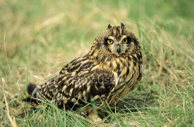 Short-eared owl standing on grass, close-up — Stock Photo