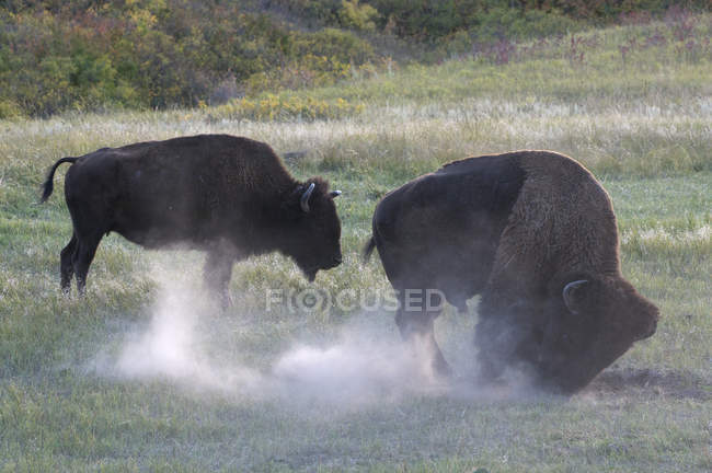 Baños de polvo de bisontes americanos en Custer State Park, Dakota del Sur, EE.UU. - foto de stock