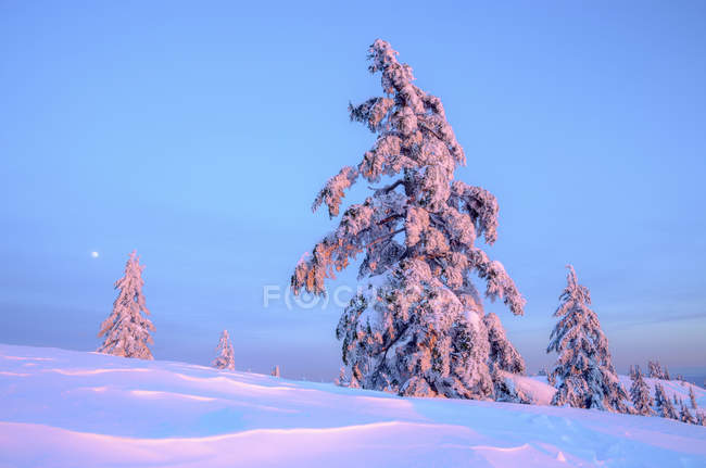 Árboles cubiertos de nieve al amanecer en el Parque Provincial Mount Seymour, Columbia Británica, Canadá - foto de stock