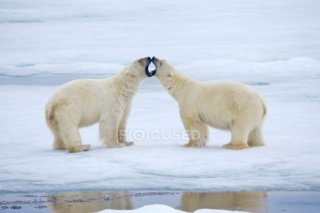 Orsi polari maschi che combattono sulla neve dell'Arcipelago delle Svalbard, Artico norvegese — Foto stock
