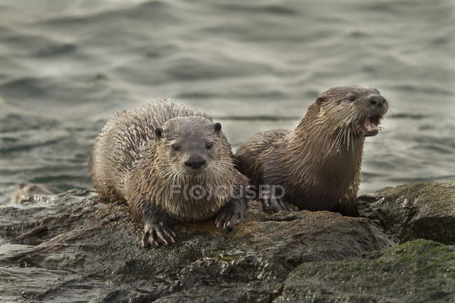 Lontre di fiume nordamericane sulla riva della Columbia Britannica, Canada — Foto stock