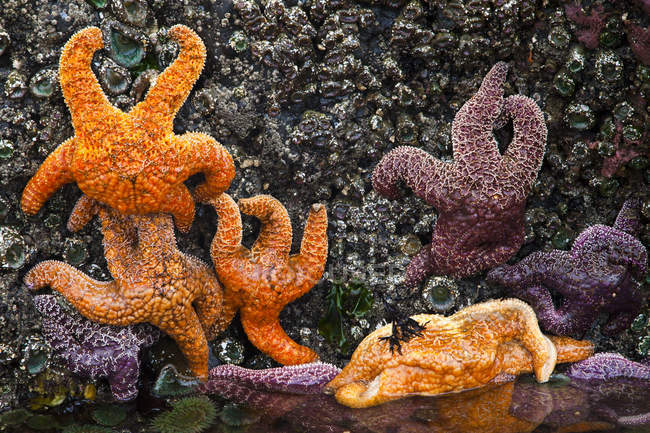 Фіолетові і помаранчеві морські зірки на кам'янистому березі, крупним планом . — стокове фото