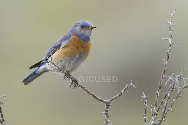 Bluebird ocidental sentado no galho da árvore com geada . — Fotografia de Stock
