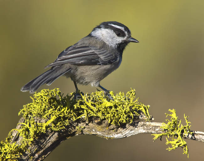 Mountain chickadee on mossy perch in forest. — Stock Photo