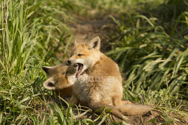 Kits de zorro rojo jugando en hierba verde del prado
. - foto de stock
