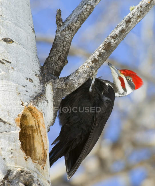 Pileated pica-pau empoleirado em árvore de álamo com oco, visão de ângulo baixo . — Fotografia de Stock