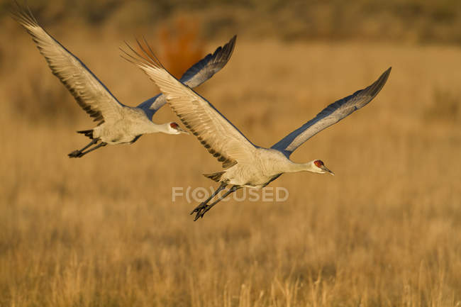 Sandhill cranes flying over marsh grass — Stock Photo