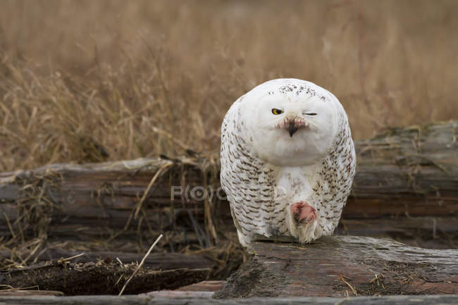 Snowy owl perching on wood and eating in autumnal meadow. — Stock Photo