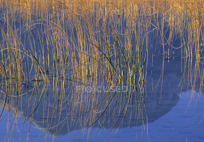 Reeds ao longo da costa de Maskinonge Lake, Waterton Lakes National Park, Alberta, Canadá — Fotografia de Stock
