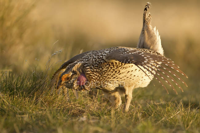 Male sharp-tailed grouse in mating dance in meadow — Stock Photo