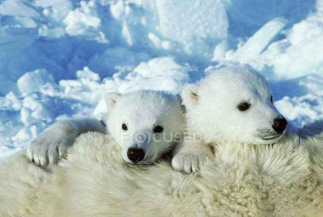 Cuccioli di orso polare coccole su pelliccia animale femminile nella neve del Canada artico
. — Foto stock