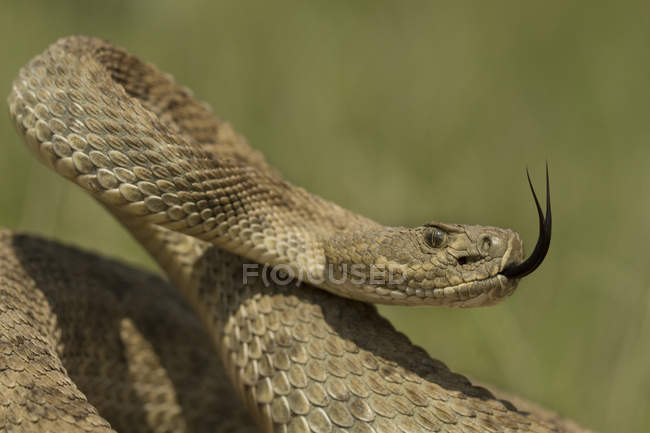 Prairie rattlesnake in defensive pose showing tongue in Saskatchewan, Canada — Stock Photo