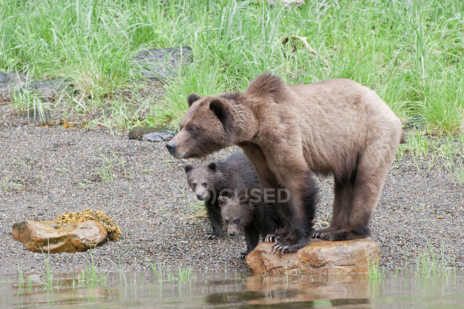 Грізлі ведмідь і дитинчата стоять на береговій лінії, шукаючи їжу . — стокове фото