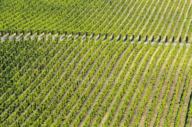 Padrão natural de plantas de uva na vinha de Okanagan Valley, Colúmbia Britânica, Canadá . — Fotografia de Stock