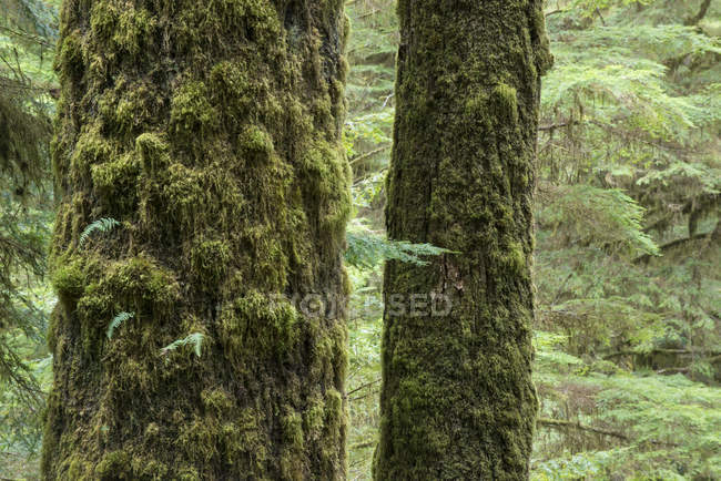 Moosbewachsene Sitka-Fichten-Baumstämme am Regenwaldweg in der Nähe von Tofino, Britische Kolumbia, Kanada — Stockfoto