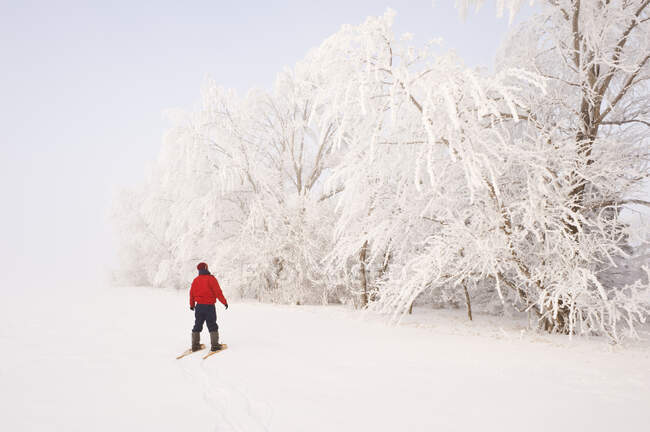 Un hombre raquetas de nieve hacia los árboles cubiertos de heladas en el cinturón de refugio, cerca de Cooks Creek, Manitoba, Canadá - foto de stock