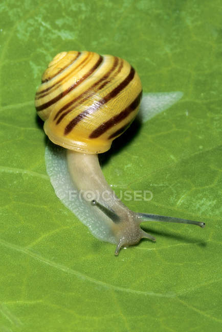 Land snail crawling on green leaf, close-up — Stock Photo