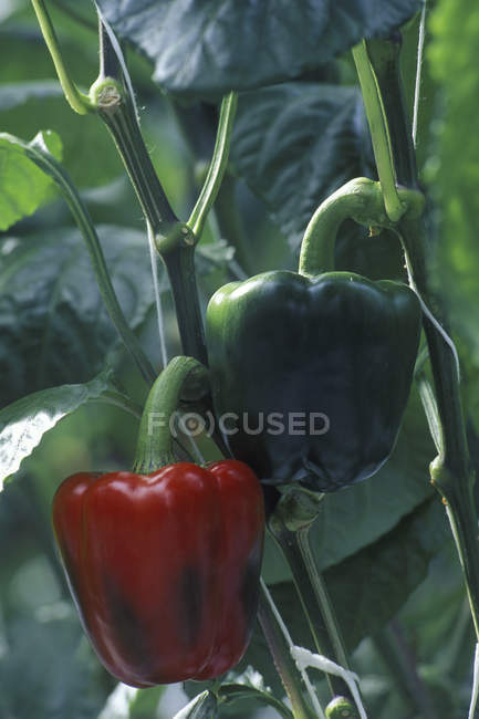Peperoni rossi maturi e acerbi che crescono in serra
. — Foto stock
