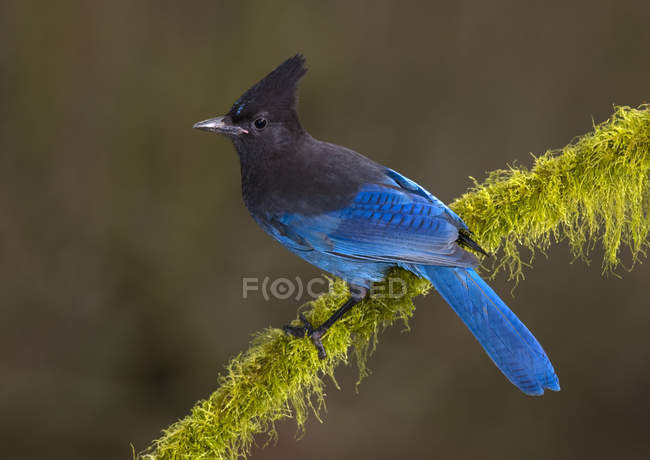 Blue-feathered Steller jay bird perching on lichen covered branch. — Stock Photo