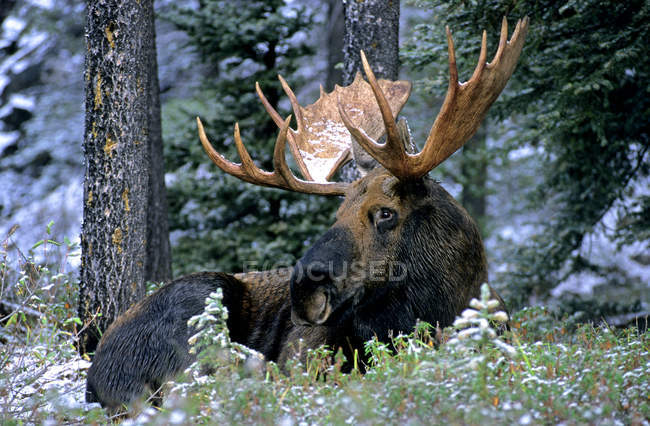 Bull moose resting during rutting season, Alberta, Canada. — Stock Photo
