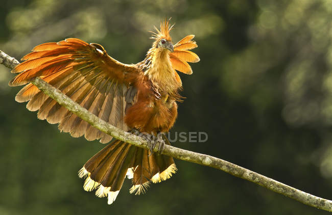 Pássaro Hoatzin com asas estendidas empoleiradas em galhos na floresta amazônica, Equador — Fotografia de Stock