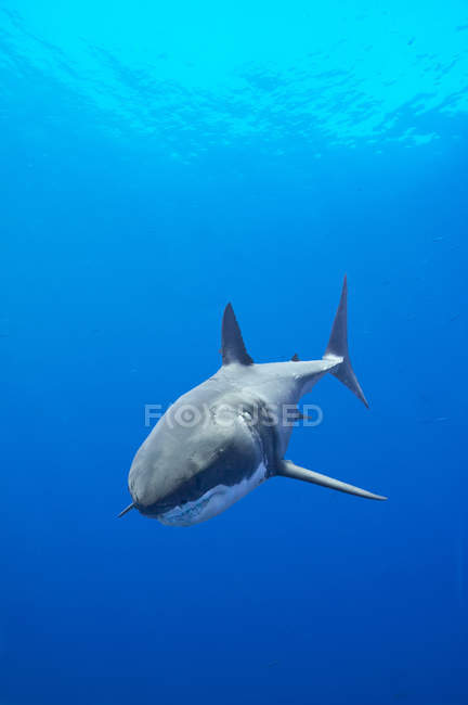 Grande tubarão branco nadando na água do mar azul . — Fotografia de Stock