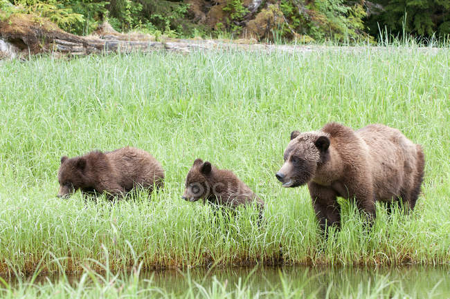 Grizzly bear and cubs standing in green meadow grass by water. — Stock Photo