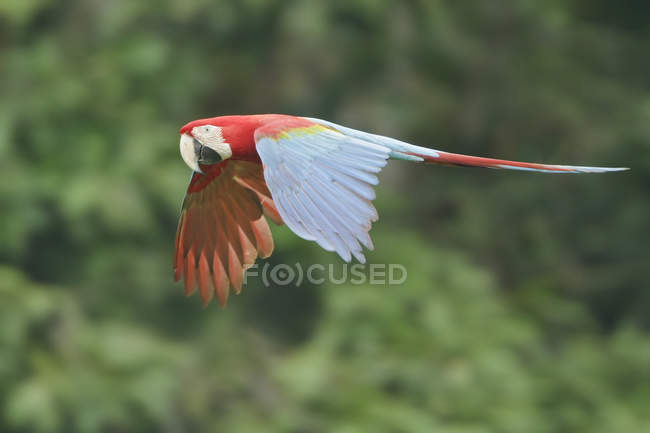 Guacamayo rojo y verde volando en Perú, vista lateral
. - foto de stock