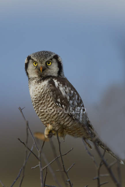 Falco gufo del nord appollaiato sui rami degli alberi nei boschi . — Foto stock