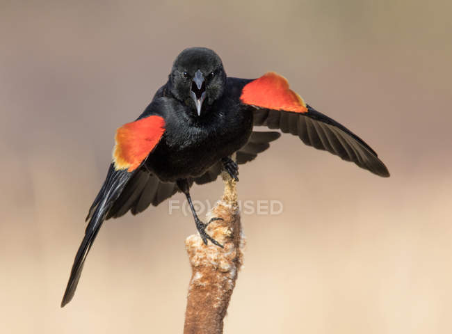 Red-winged blackbird perched and calling on cattail in marsh. — Stock Photo