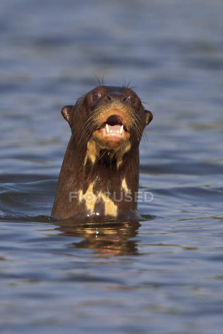 Lontra gigante in acqua con bocca aperta, primo piano — Foto stock
