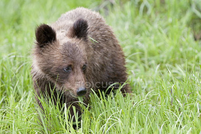 Juvenile grizzly bear sitting in green grass and looking away. — Stock Photo
