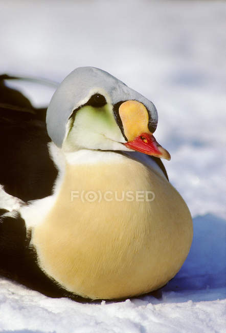 Male king eider resting on ice of frozen lake, close-up. — Stock Photo