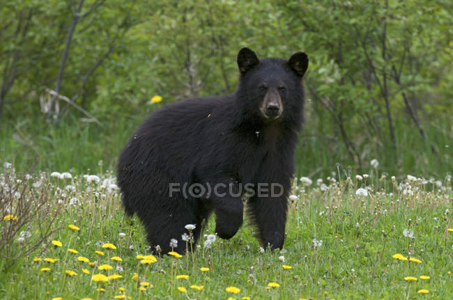 Wild American black bear in summer grass in Quetico Provincial Park, Ontario, Canada. — Stock Photo