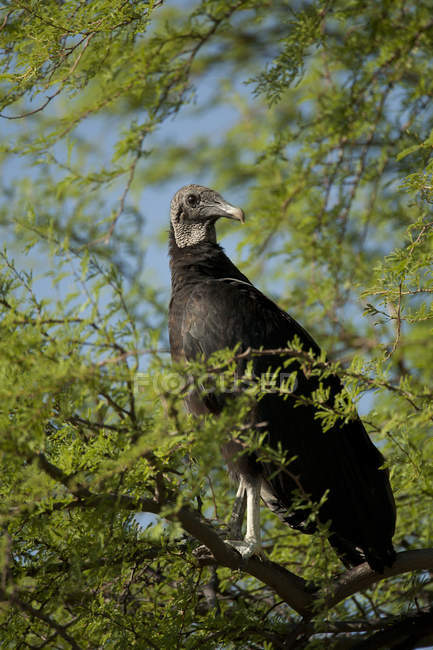 Abutre preto pássaro empoleirado em folhagem de árvore . — Fotografia de Stock