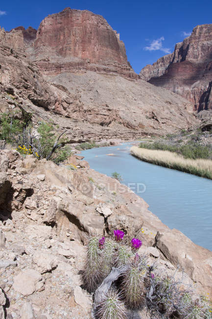 Flowering Echinocereus fendleri cacti on shore of Little Colorado River, Grand Canyon, Arizona, USA — Stock Photo