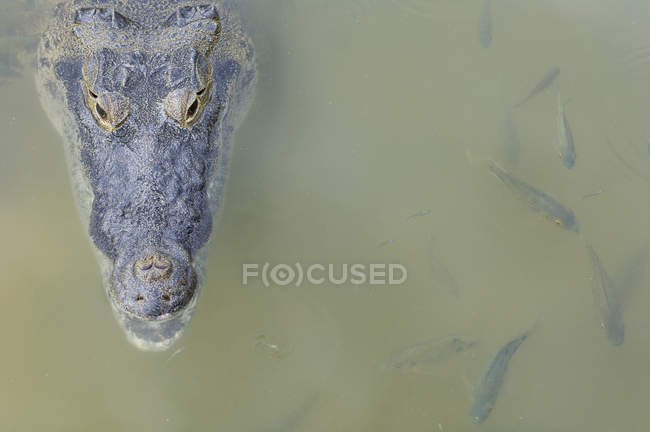 Coccodrillo messicano e pesce nell'acqua del fiume Coba, Quintana Roo, Messico — Foto stock