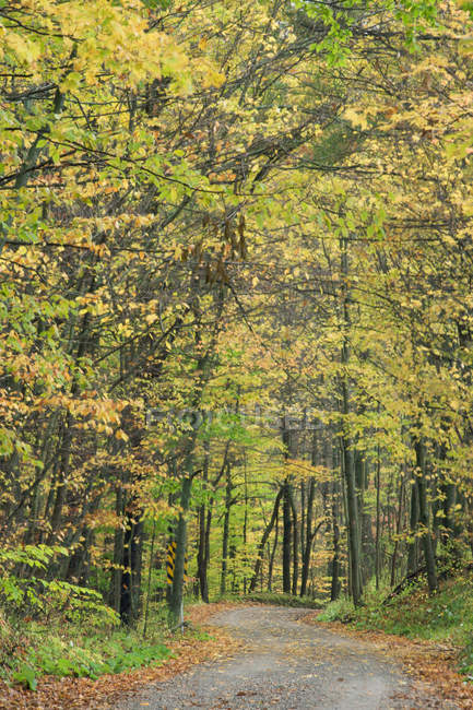 Feldweg im Herbst mit Raserstraße, Pelham, Ontario, Kanada. — Stockfoto