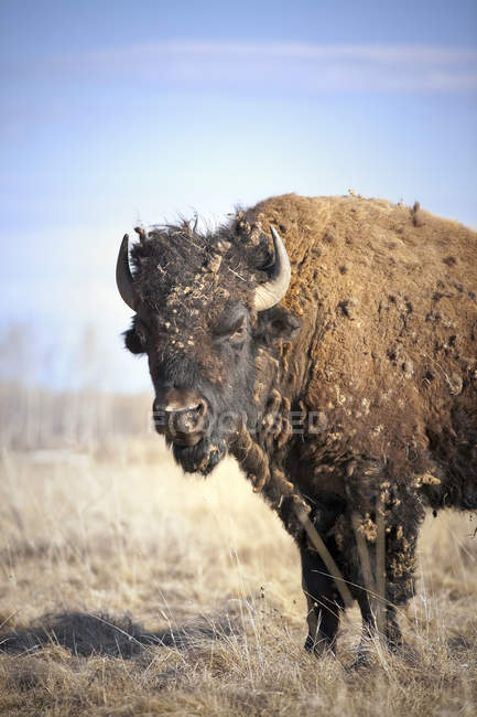 Flachland-Bisons vergießen Winterfell in der Prärie von Manitoba, Kanada — Stockfoto