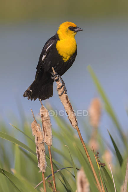 Жовтоглава чорна пташка на хвіст, крупним планом — стокове фото