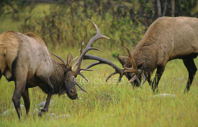 Alces machos lutando durante a rotina em pastagens de Alberta, Canadá . — Fotografia de Stock
