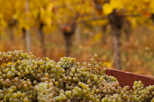 Harvested Gewurztraminer Grapes in crate at vineyard, close-up. — Stock Photo