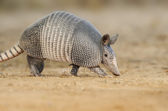 Armadillo walking on ground in Texas, United States of America — Stock Photo